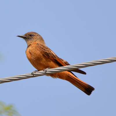 Cliff Flycatcher